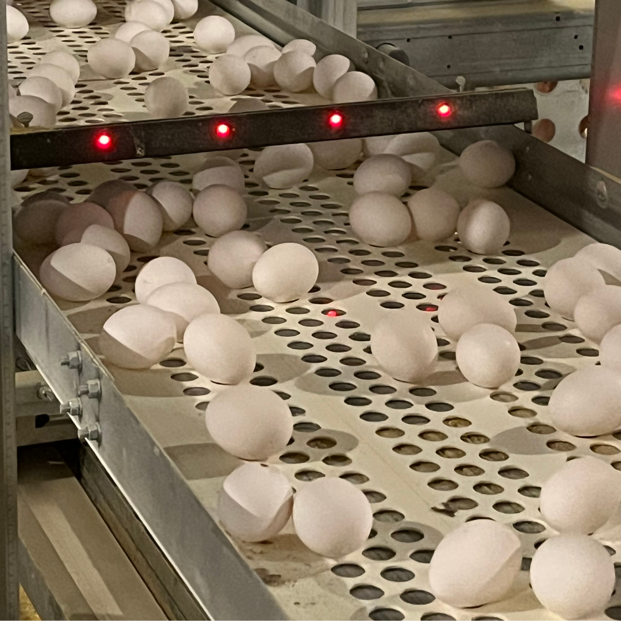Maximus Infrared Egg Counter